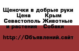Щеночки в добрые руки › Цена ­ 1 - Крым, Севастополь Животные и растения » Собаки   